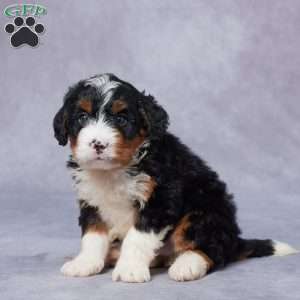 Leo, Mini Bernedoodle Puppy